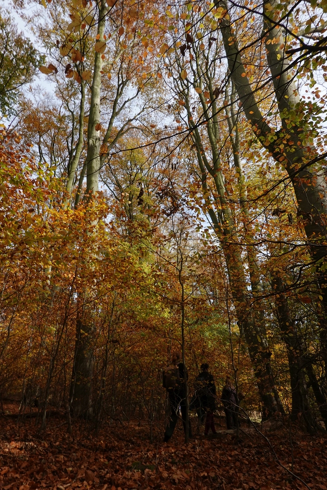 Ocásek a vysoké buky