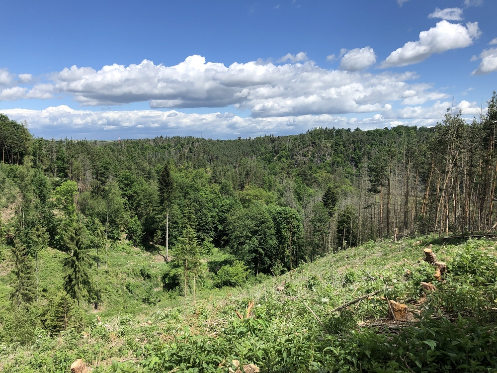 Divoká příroda kolem vody