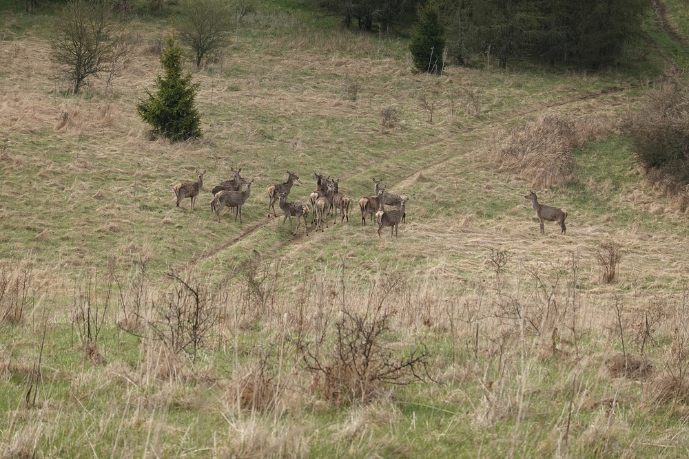 Všude plno zvířat