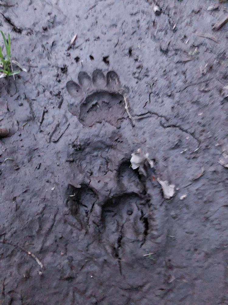 Stopy na tábořišti. Čí?