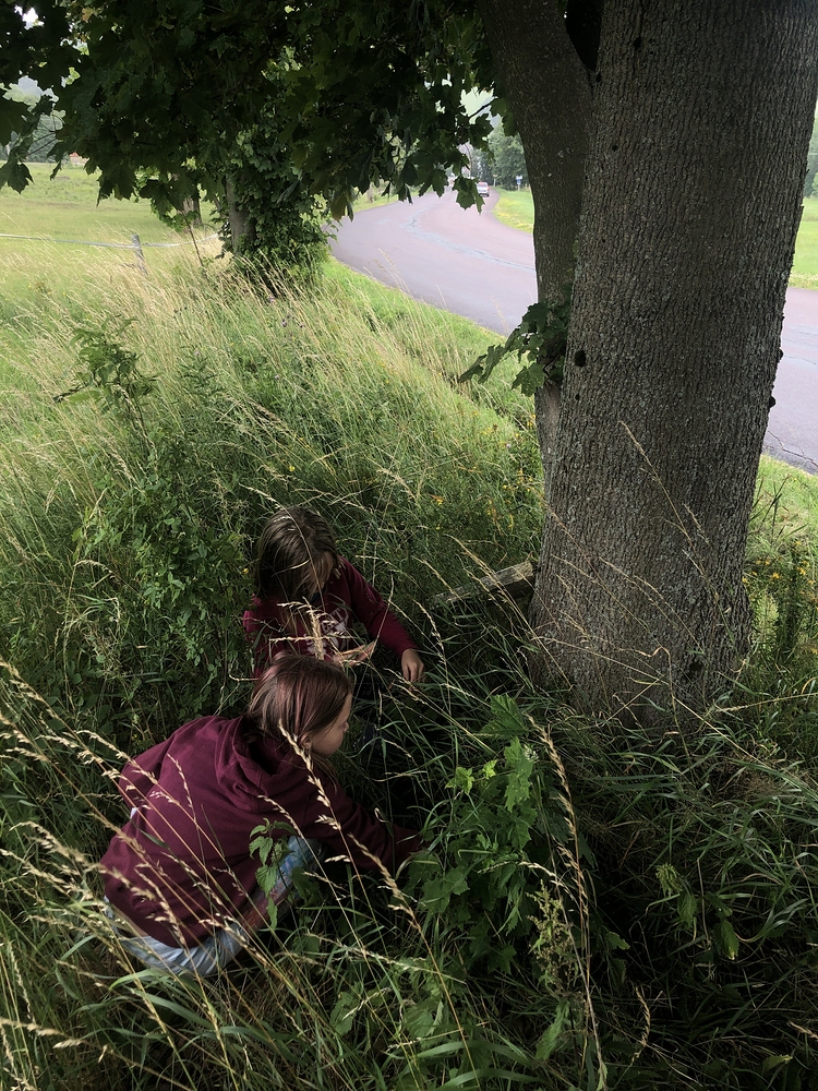 Adélky hledají jahody v úkrytu před deštěm