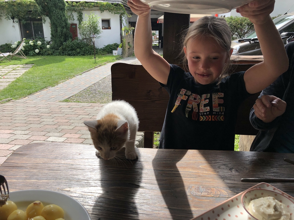 Kočka na stole, jídlo rychle pryč