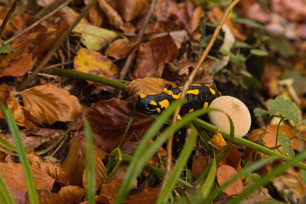 Mlok děti zaujal více než nějaké vodopády
