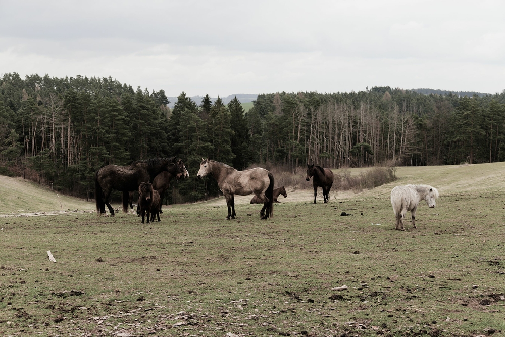 Pomalu se vydávají k nám