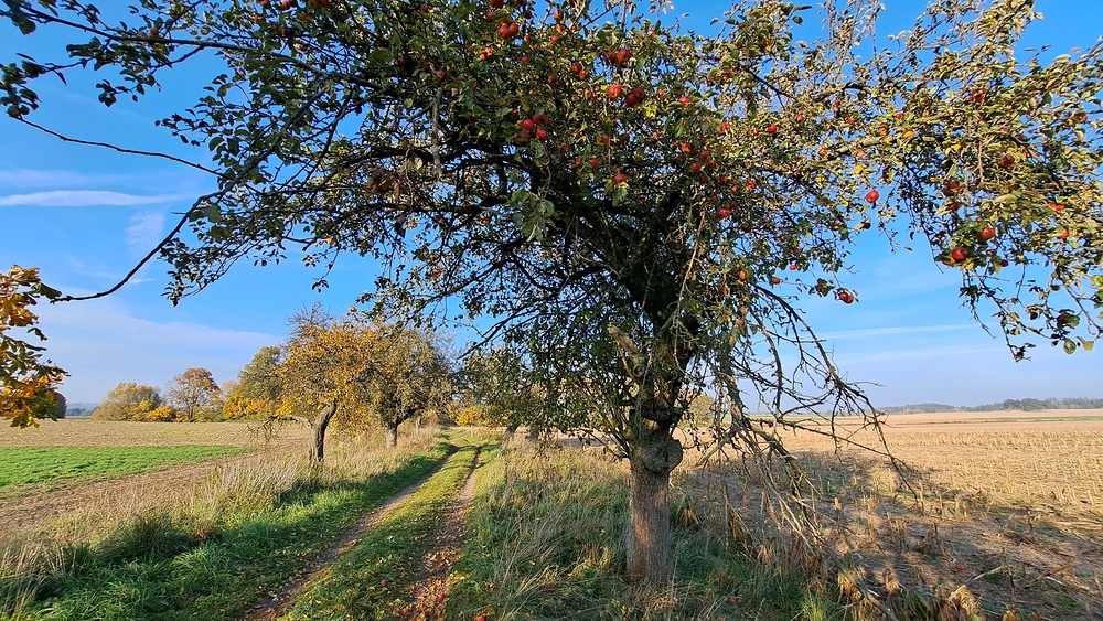 Tady jsme česali jablka