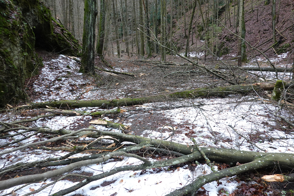 Kalamita v Pustém žlebu