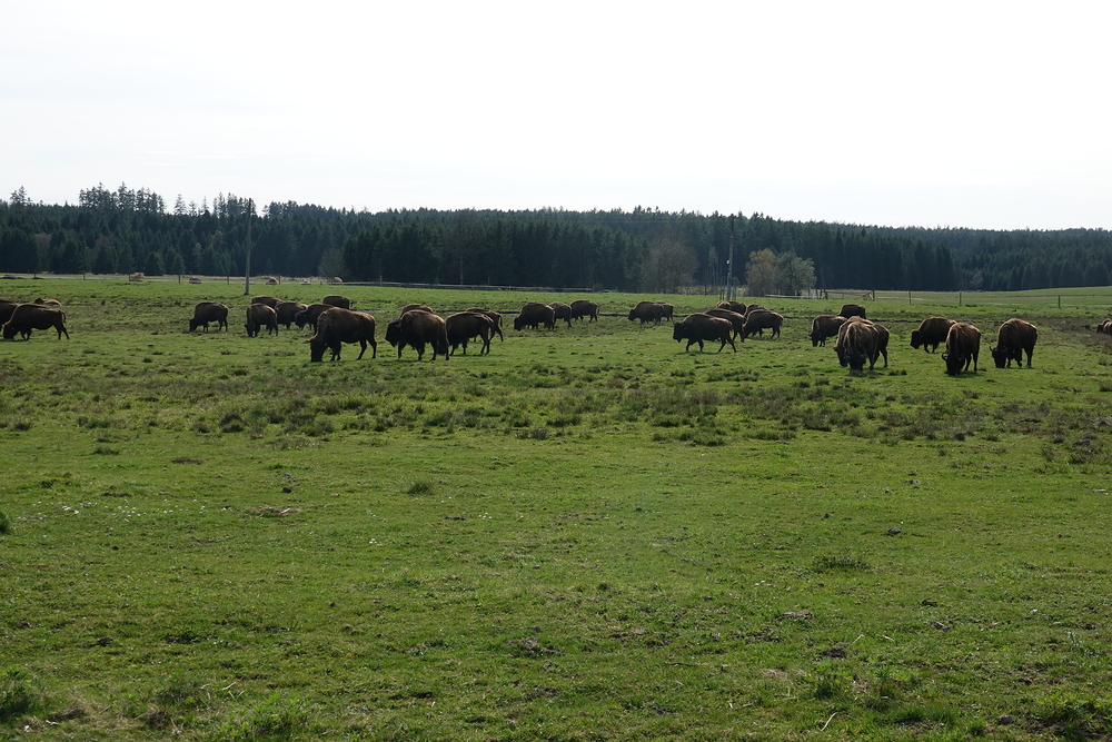 Rožnov - bizoní farma