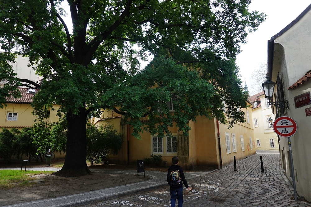 Foglarova Řásnovka