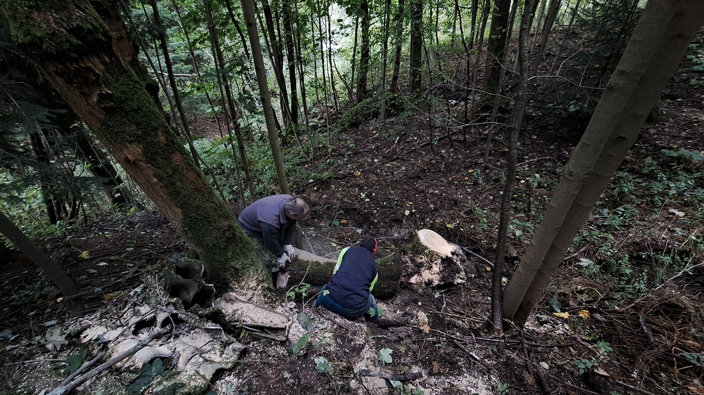 Pařez stromu, který spadl náhodou