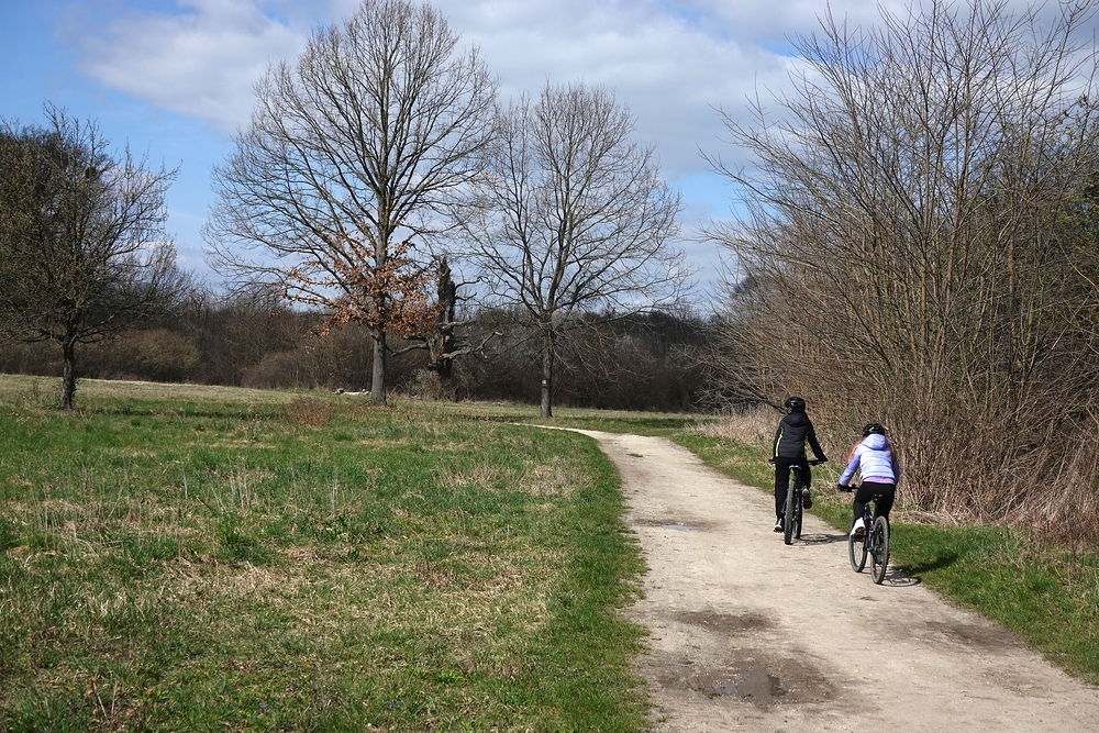 Kolem starých stromů