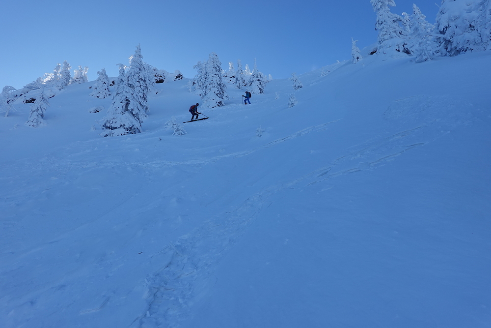 Padák - stromy napoví