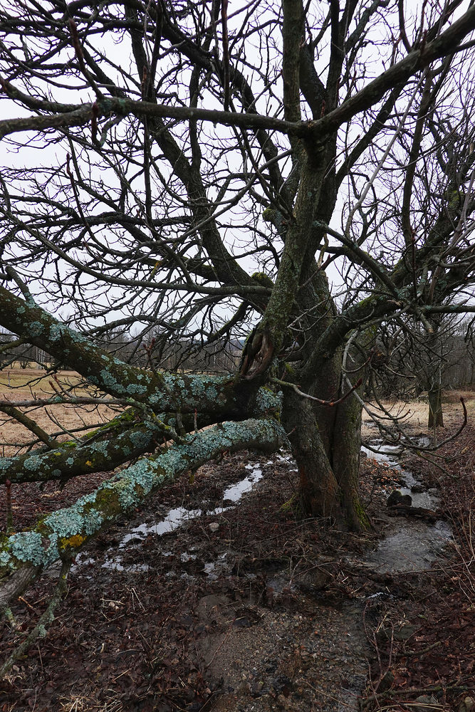 Údolí Divoké Orlice