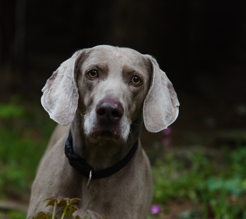 Chystá se mě olíznout