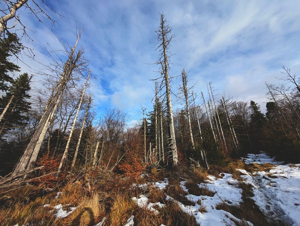 Vstup do Čerňaviny