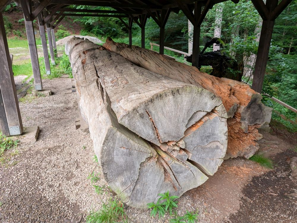 350 let starý strom