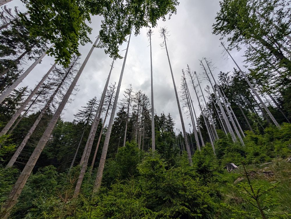 V pralese mimo značenou cestu