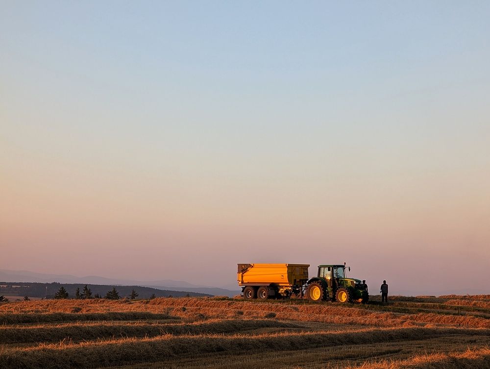 Sklízí se až do pozdních hodin
