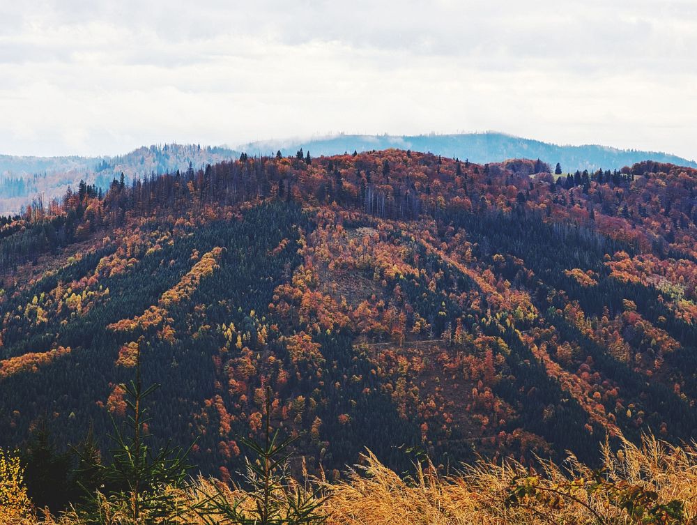 Barevný prales Mionší