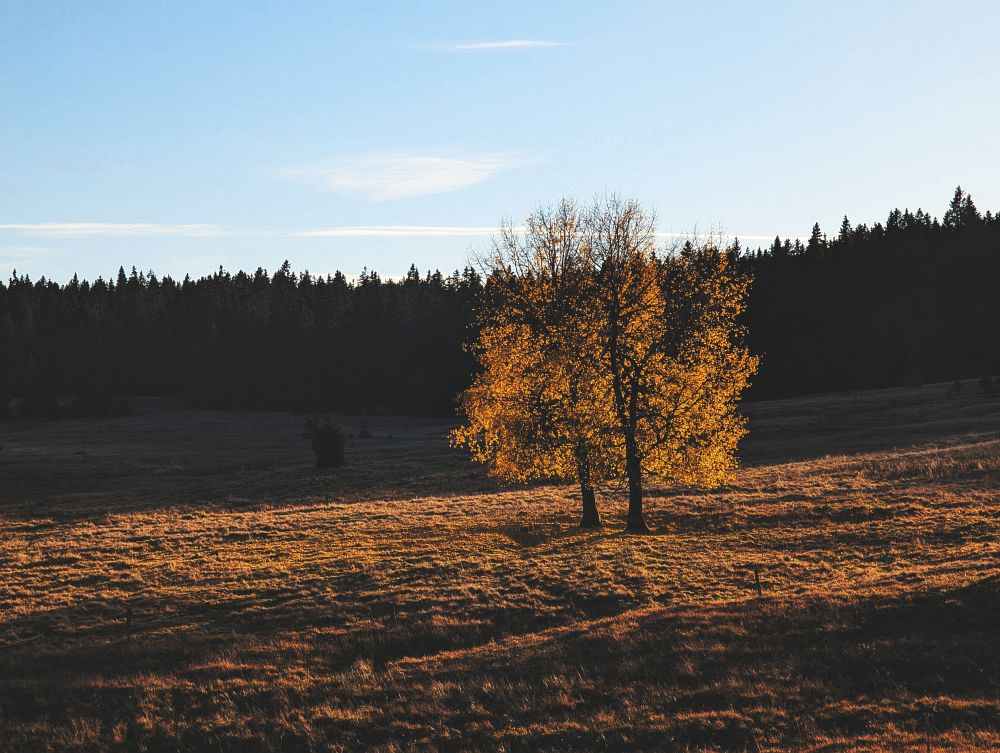 Jelení před západem slunce