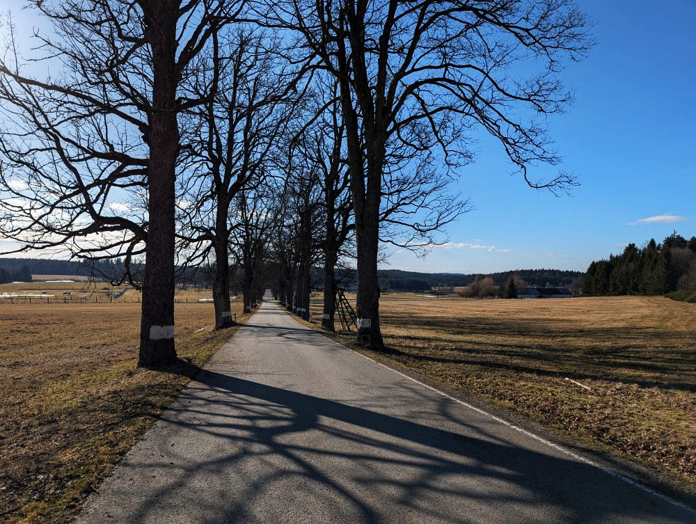 V dálce bizoní farma