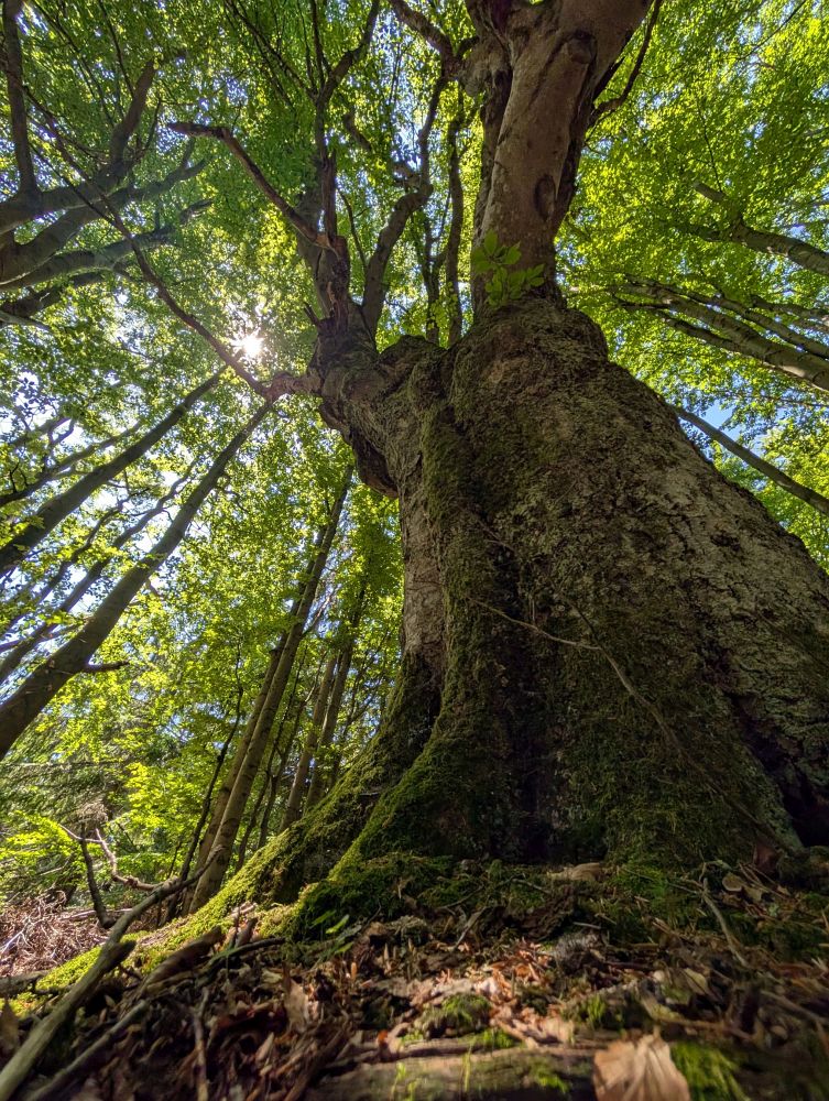Staroušek u Petiňáka