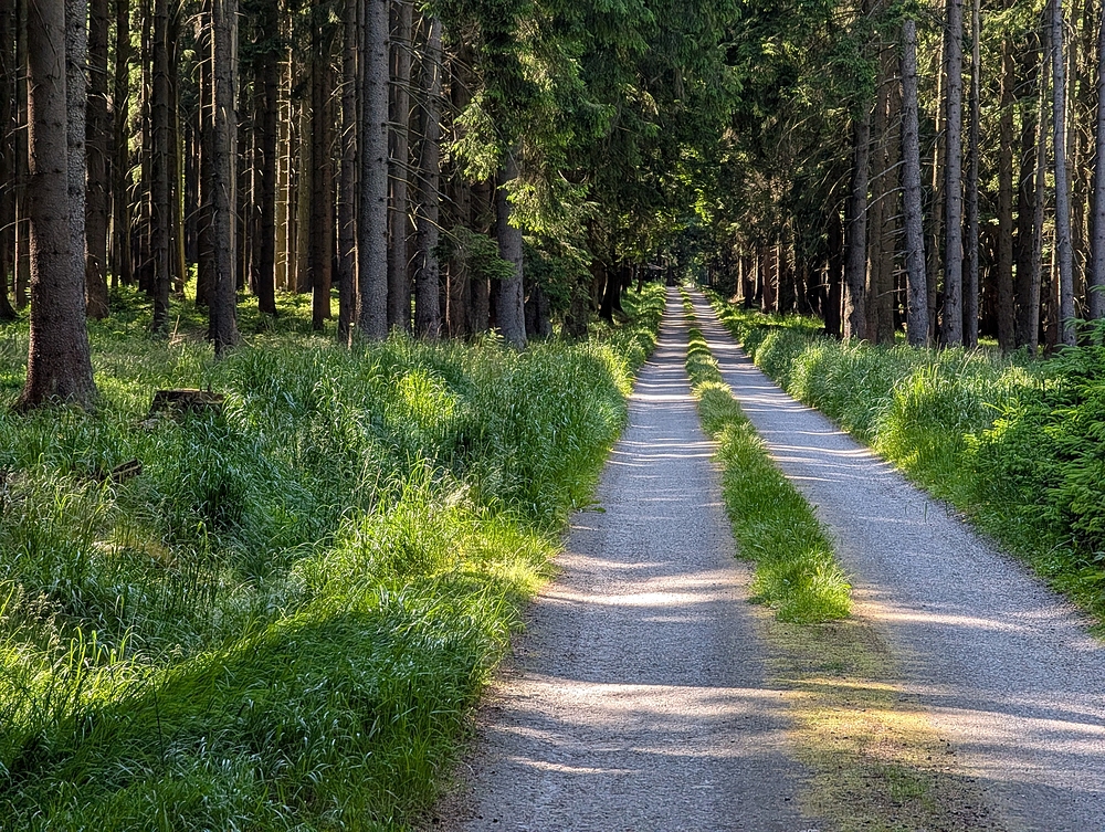 V lesích nad Karlštejnem