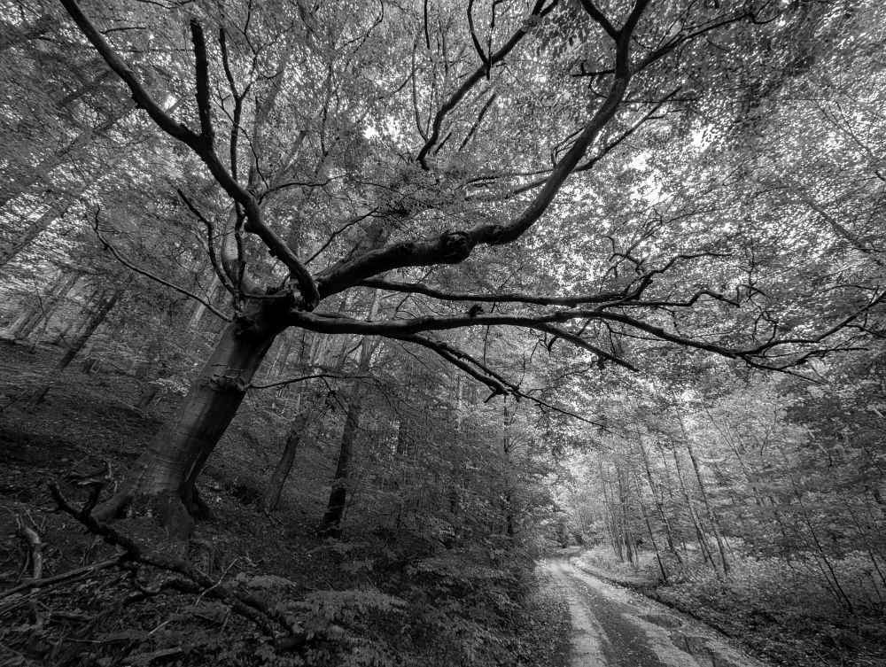 Strážce v ústí Adamovského údolí