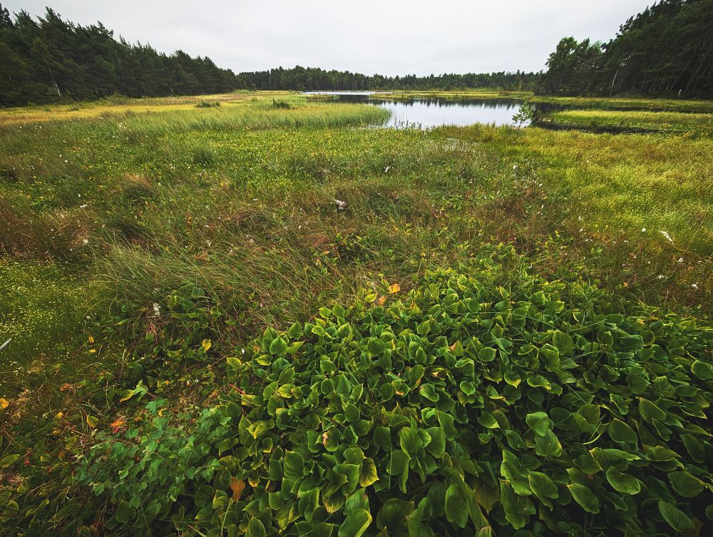 Rašeliniště